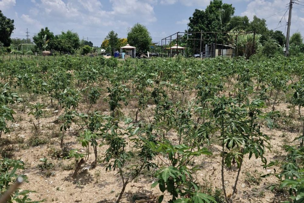 489998868_656937277089357_5838229369744003140_n