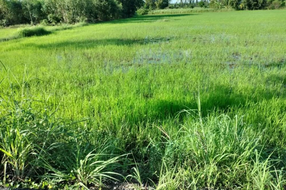 496847324_2157513038029695_9124695692528770655_n