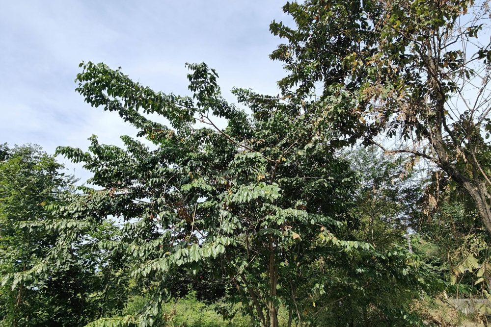 497870377_2523164781349554_1707771338622709207_n