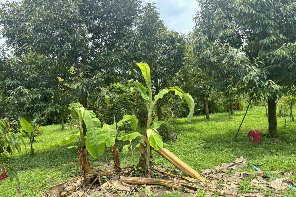 6d2d0fed-29e2-4899-8f7a-557c8f9d6eb5