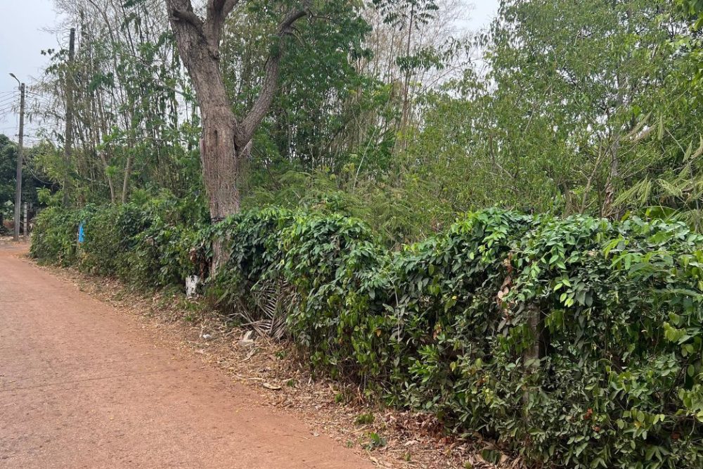 ภาพหน้าจอ_022625_094016_AM