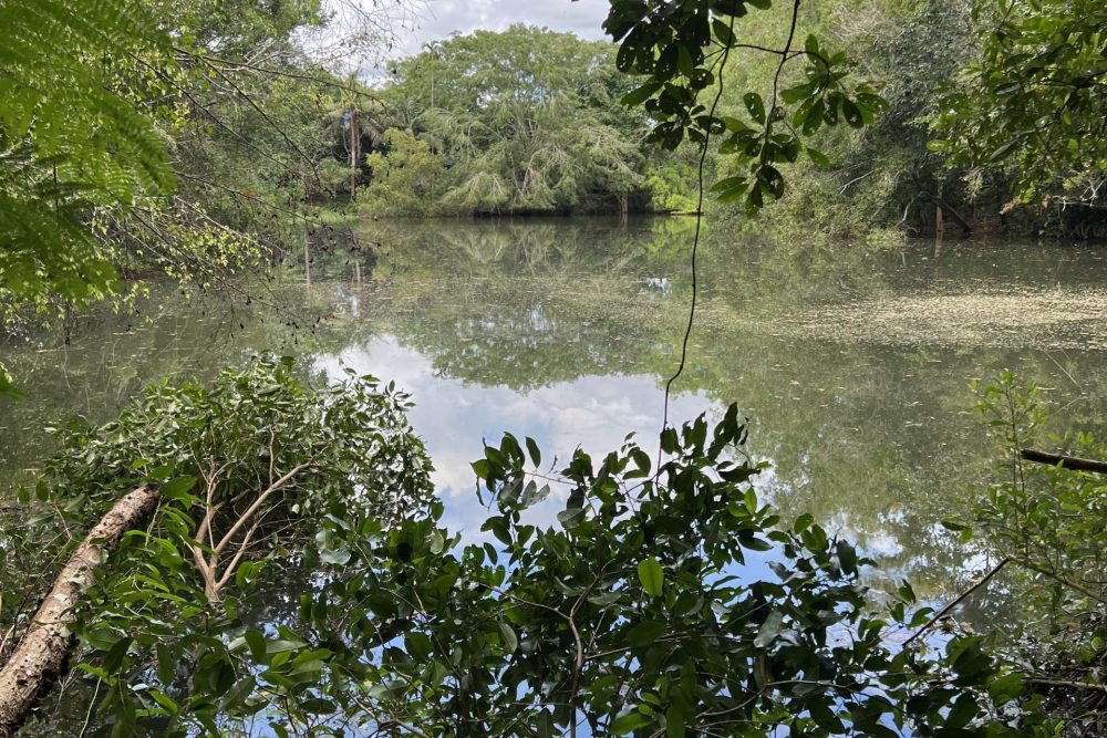 สวนป่า_03