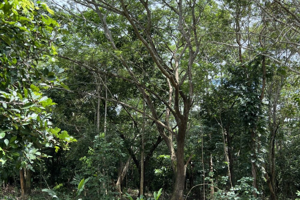 สวนป่า_07