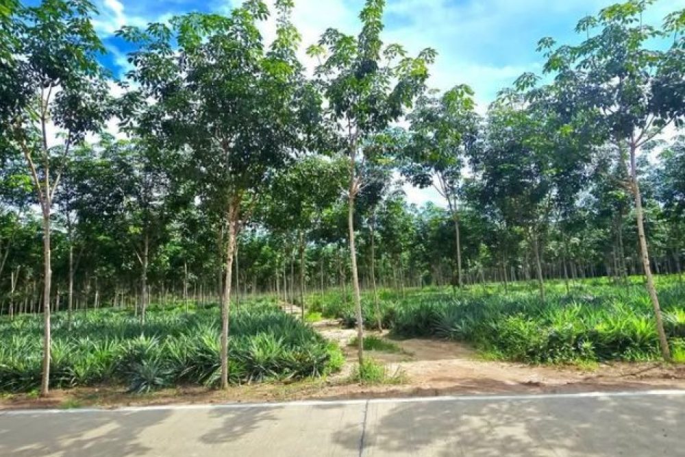 ภาพหน้าจอ_072726_113110_AM