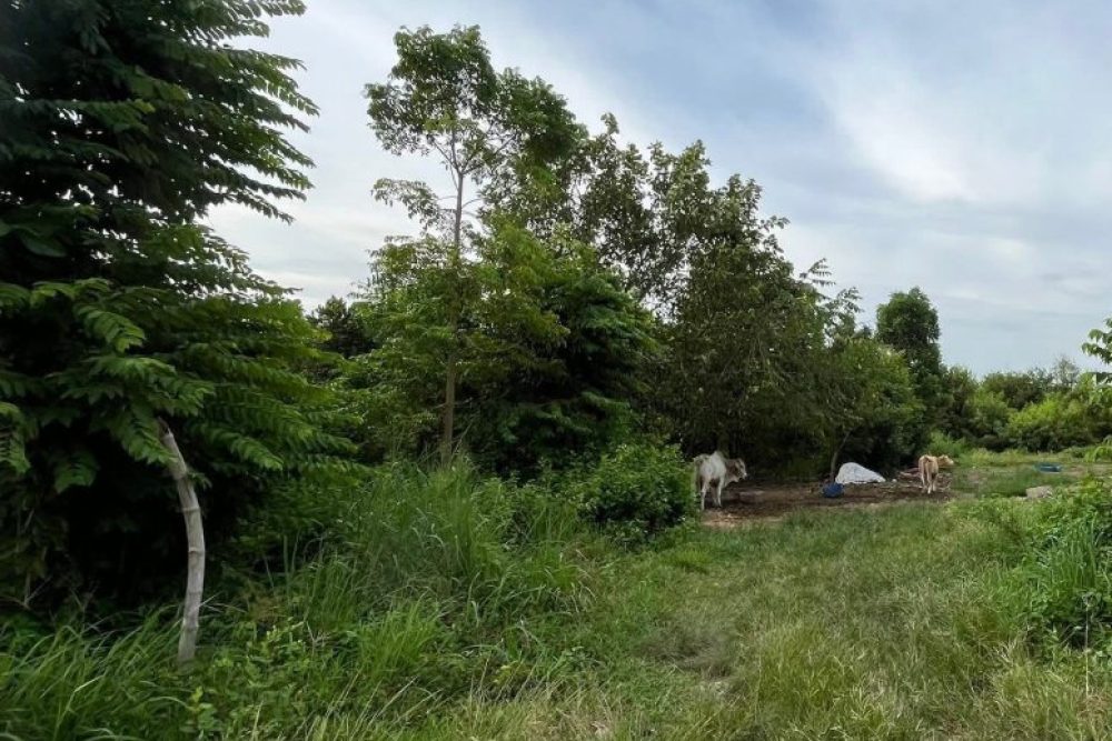 ภาพหน้าจอ_090625_040958_PM