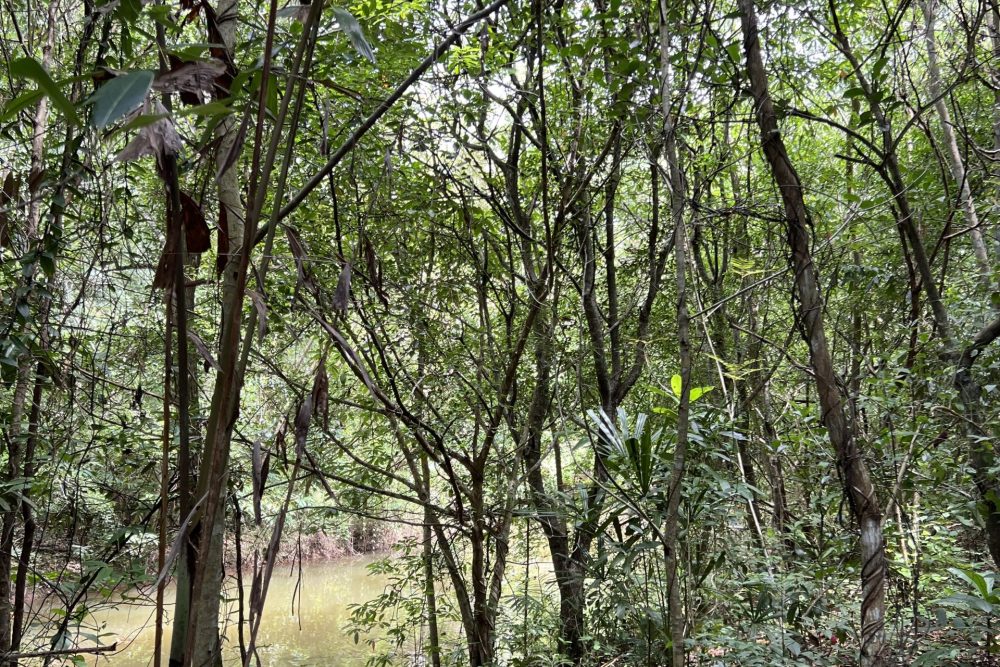 สวนป่า_13