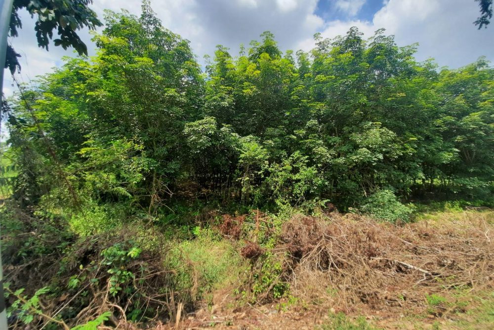 timeline_20210808_111808